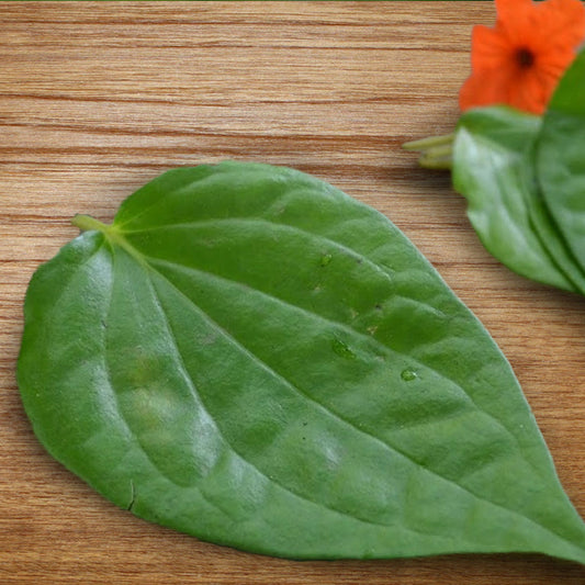 Betel Leaf